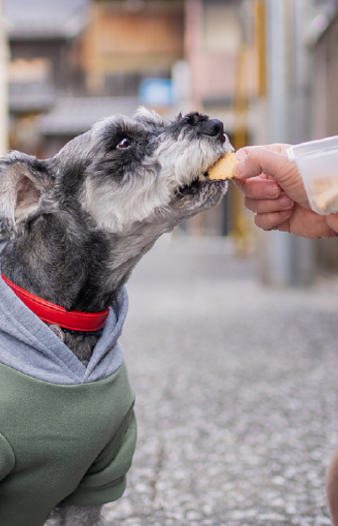 とふとふわんこクッキー